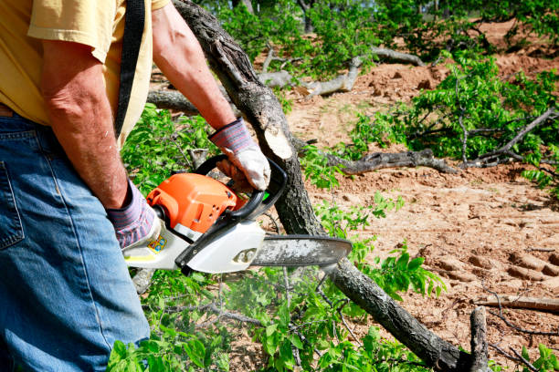 Best Tree Cutting Near Me  in Lmyra, PA